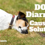 Dog Has Diarrhea for 3 Days but Acting Normal - Causes & Solutions