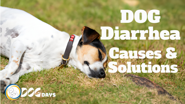 Dog Has Diarrhea for 3 Days but Acting Normal - Causes & Solutions