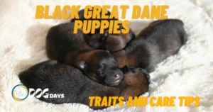 All About Black Great Dane Puppies Personality and Care Guide