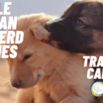 All About Sable German Shepherd Puppies Traits and Care Tips