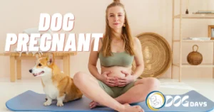 How Many Days is a Dog Pregnant