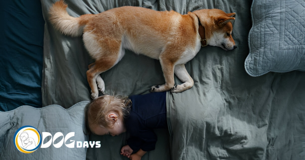 How Many Hours a Day Do Dogs Sleep? Learn About Your Dog’s Sleep Habits