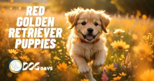 Red Golden Retriever Puppies A Complete Guide