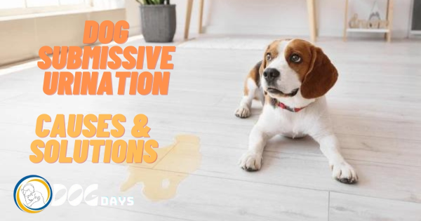 What is Submissive Urination in Dogs