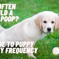 How Often Should a Puppy Poop